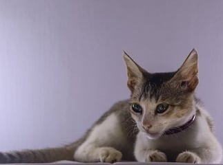 chat Ceylan